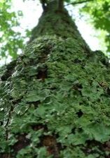 Lichen Tree